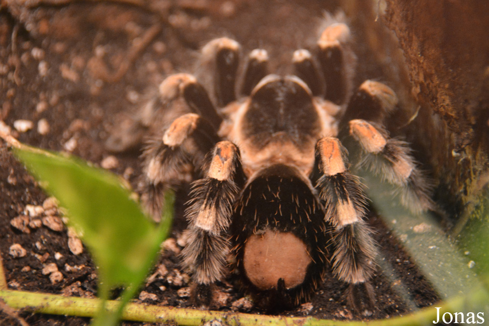 Brachypelma auratum