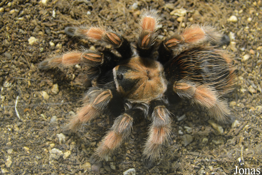 Brachypelma boehmei