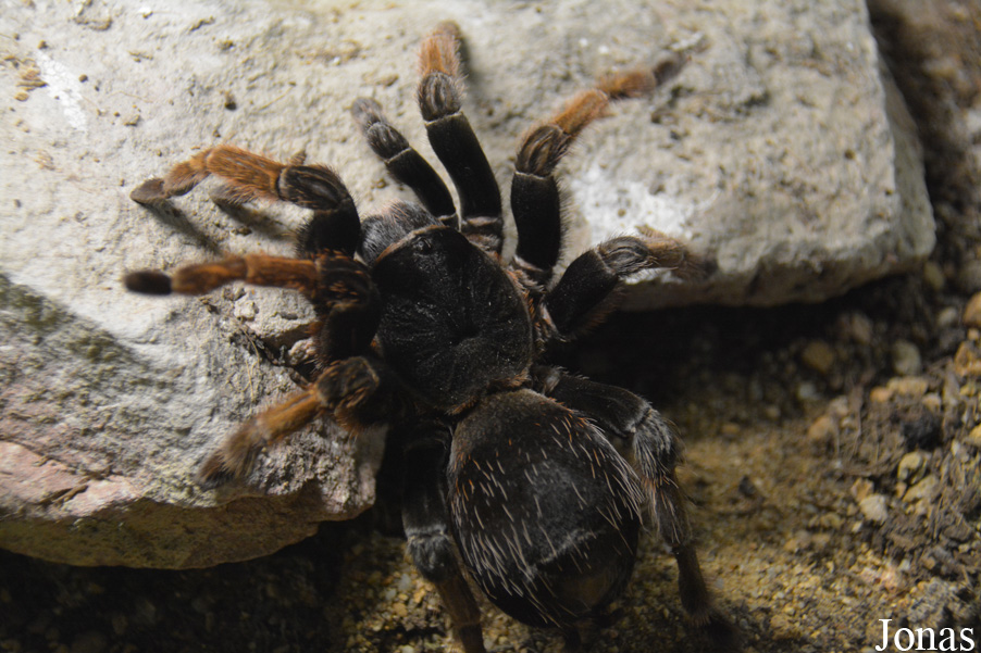 Brachypelma klaasi
