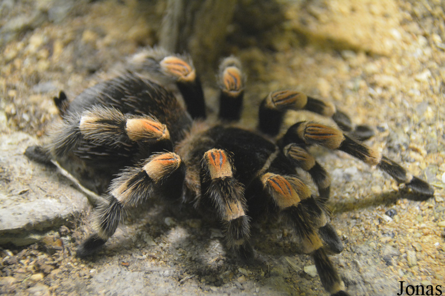 Brachypelma smithi