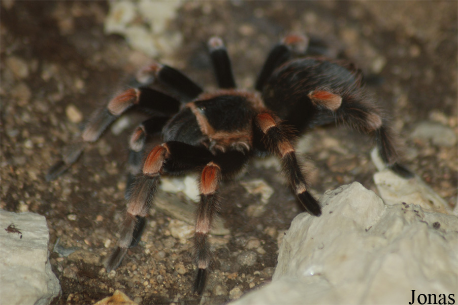 Brachypelma smithi
