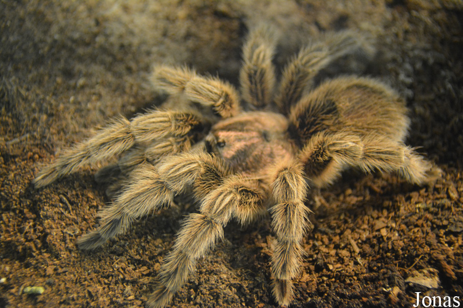 Grammostola rosea