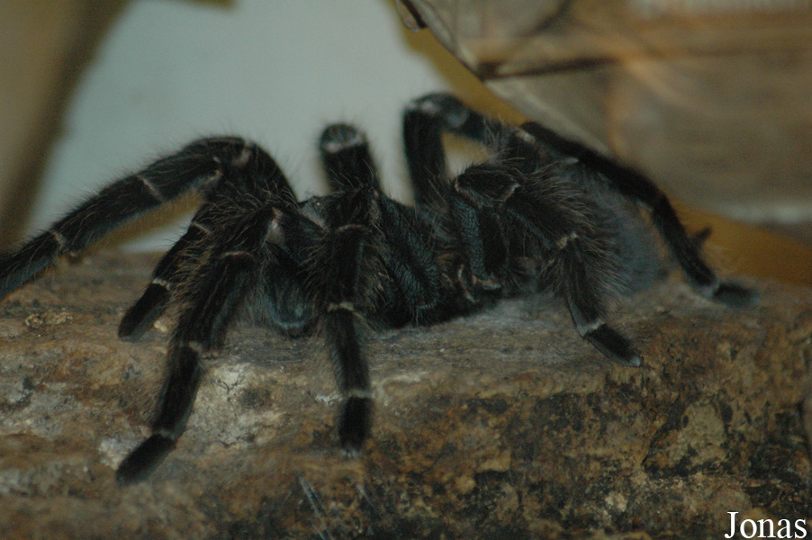 Lasiodora parahybana