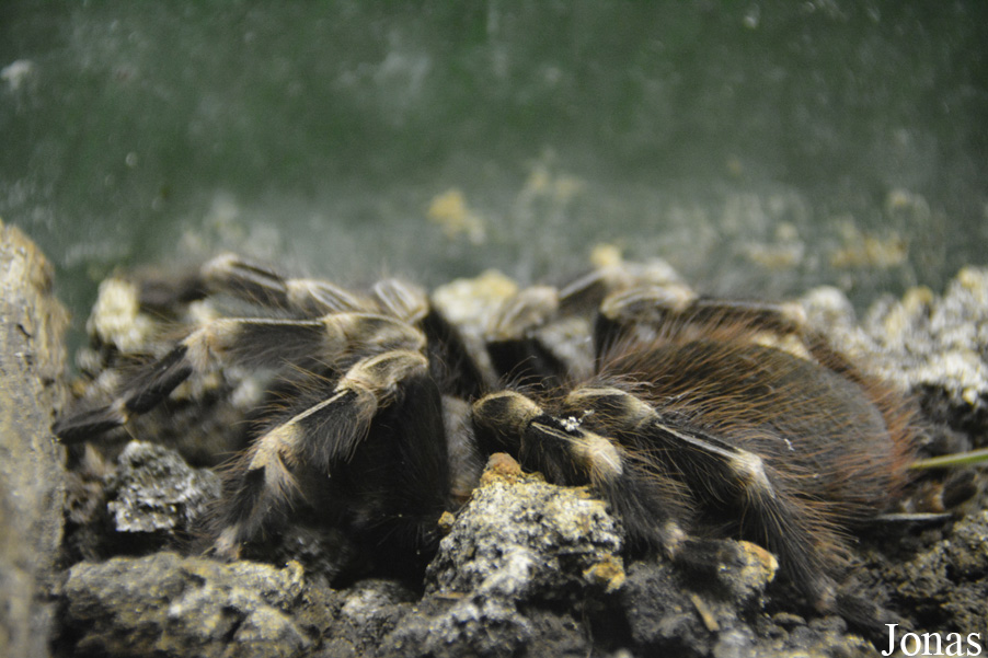 Nhandu chromatus