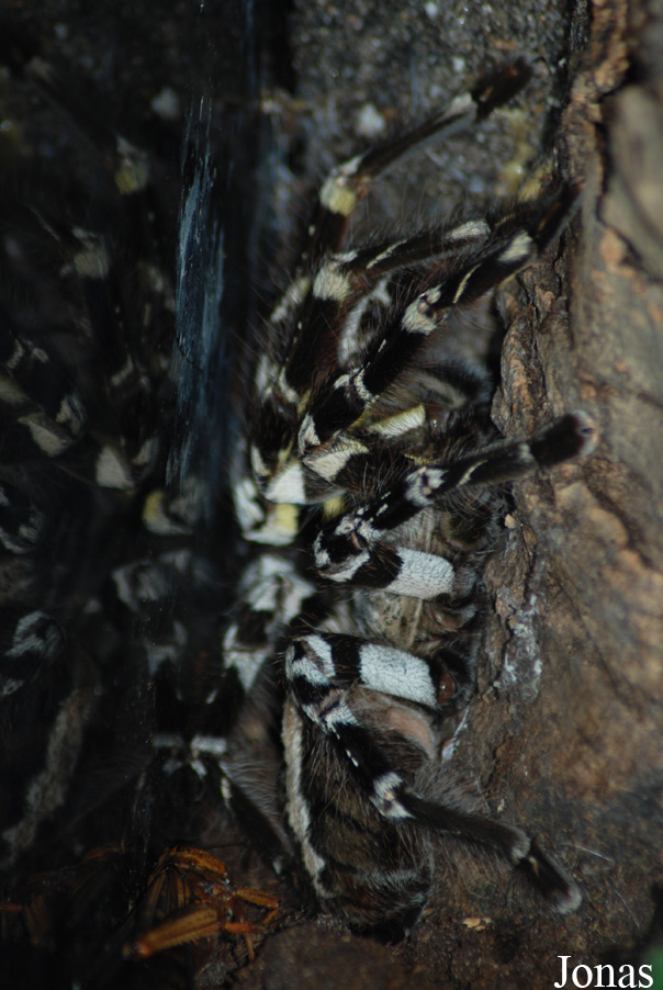 Poecilotheria fasciata