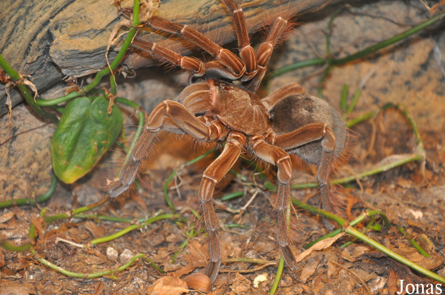 Theraphosa blondi