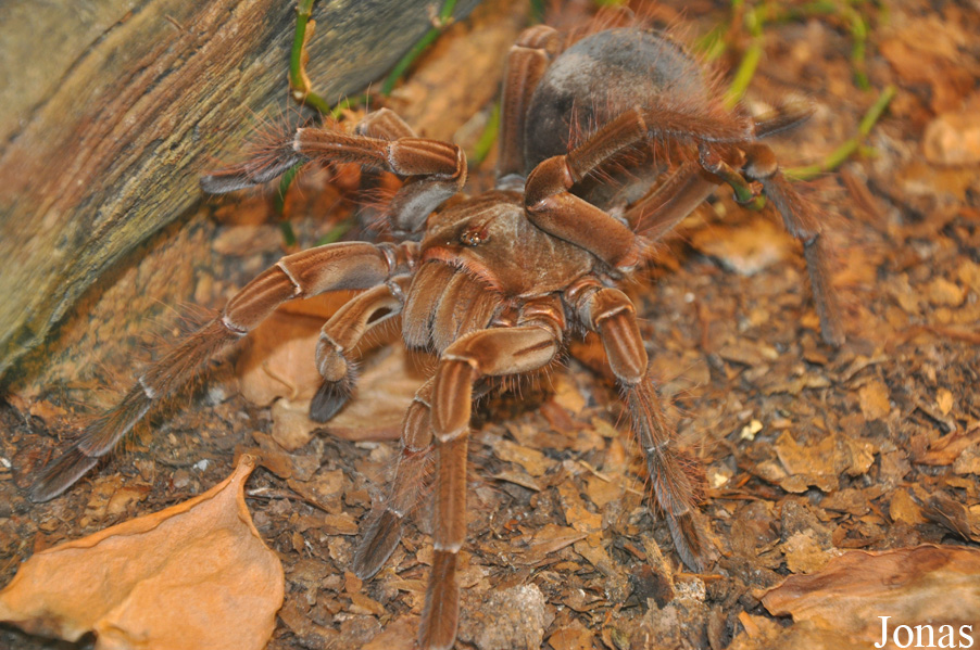 Theraphosa blondi
