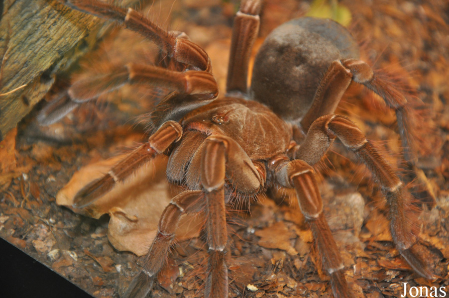 Theraphosa blondi