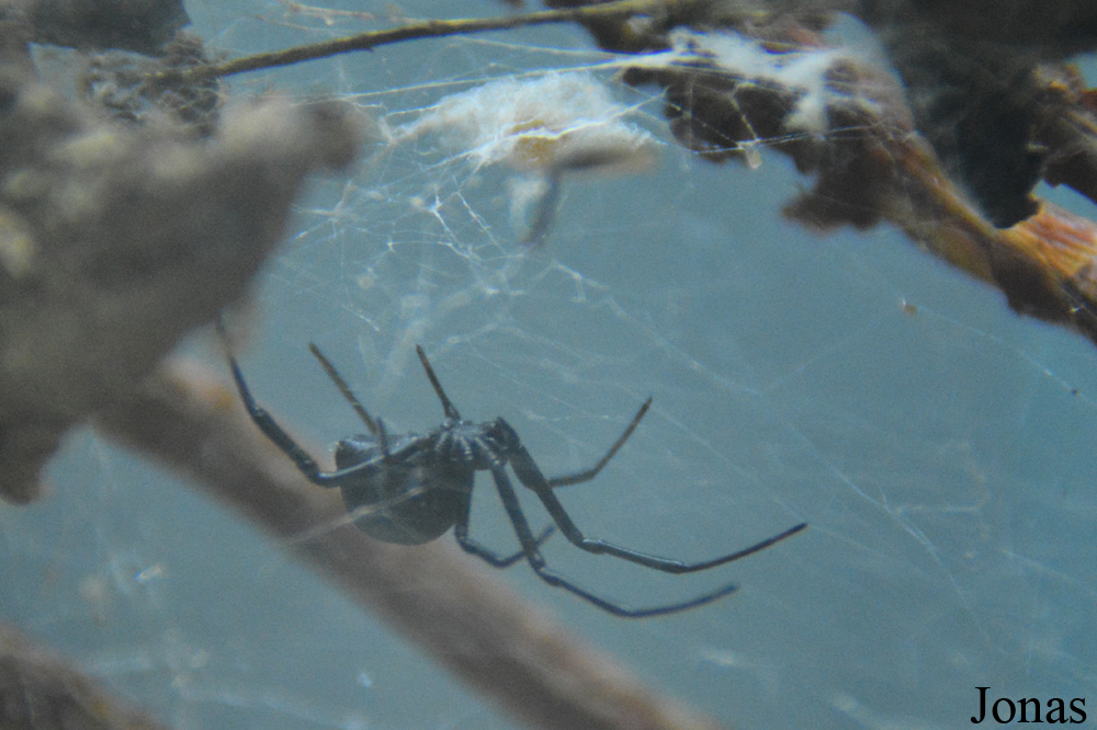 Latrodectus tredecimguttatus
