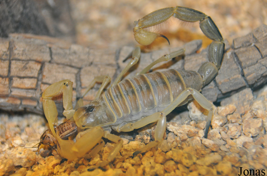Hadrurus arizonensis