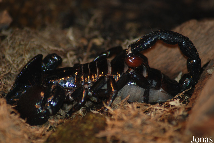 Pandinus imperator