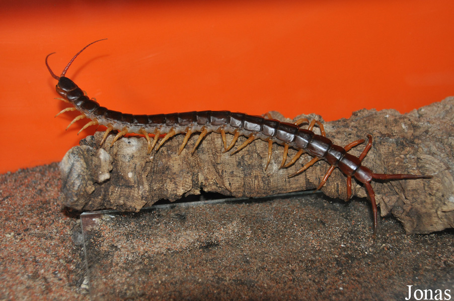 Scolopendra subspinipes