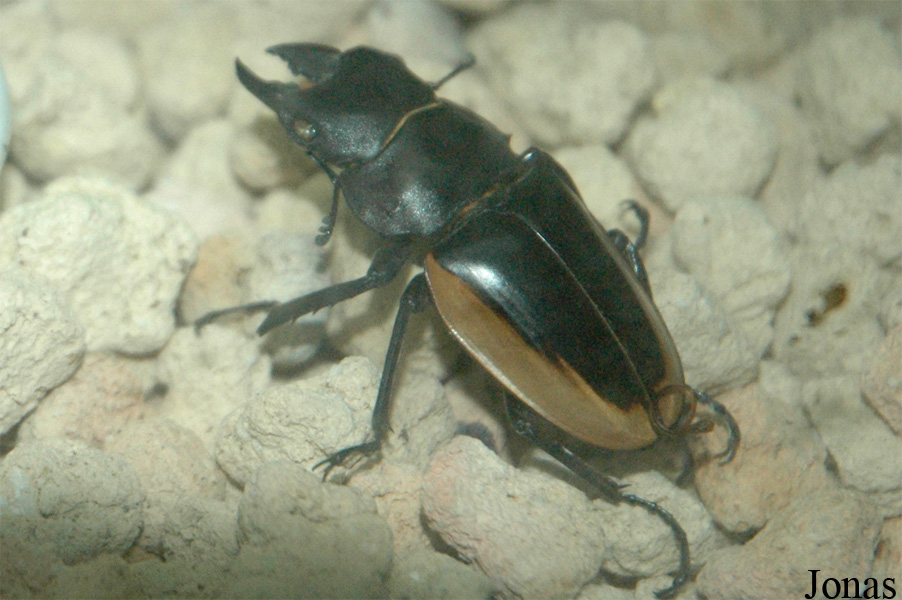 Odontolabis sinensis
