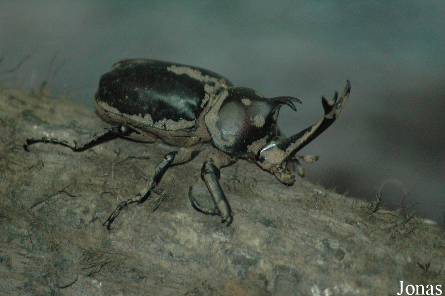 Allomyrina dichotoma