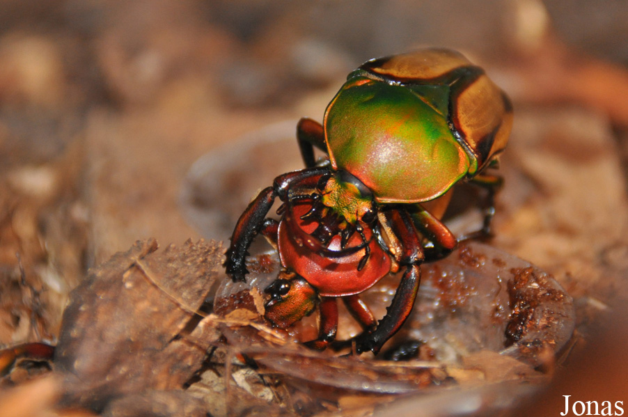 Eudicella sp.