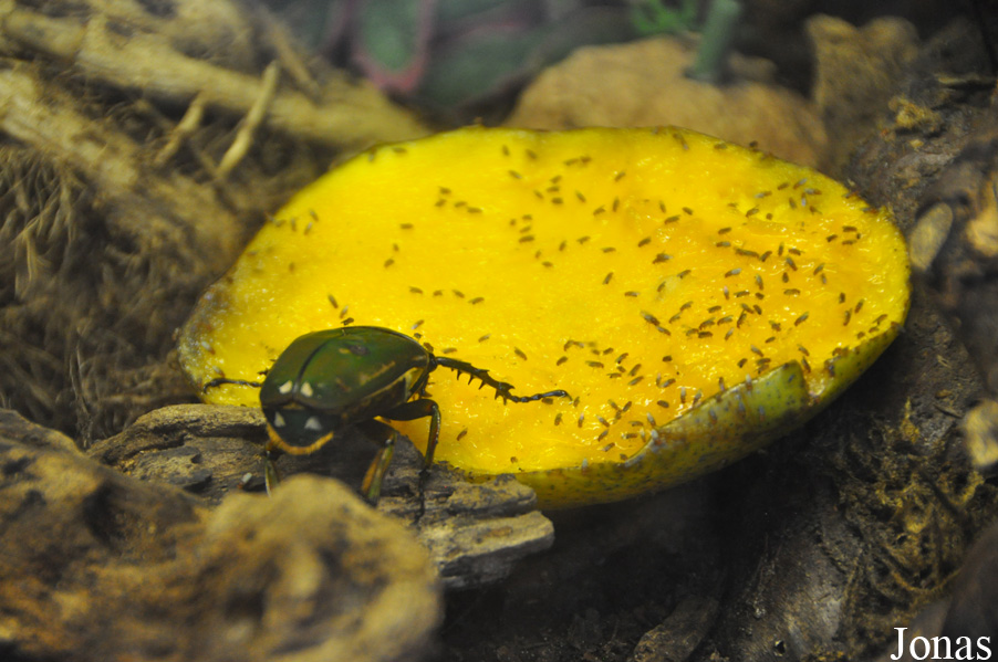 Mecynorrhina torquata