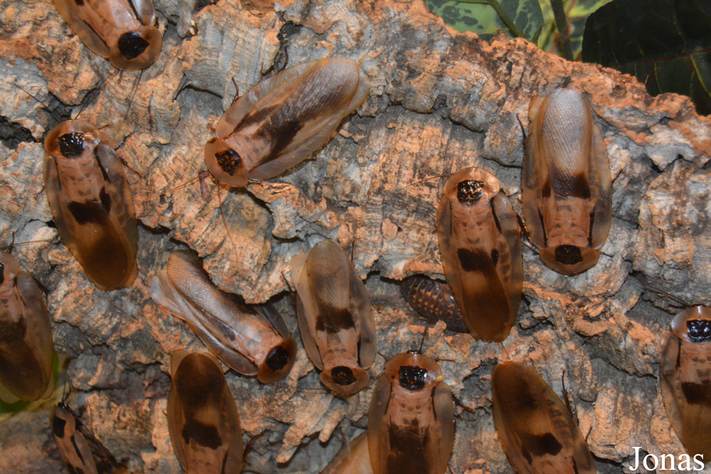 Blaberus giganteus
