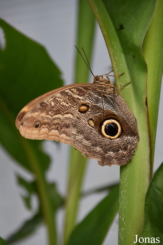 Caligo sp.