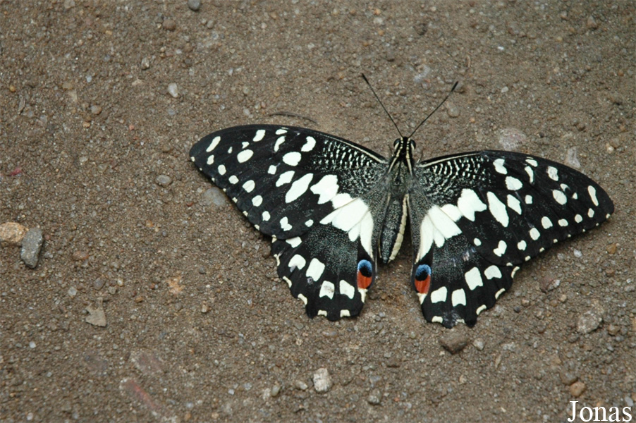 Papilio demoleus
