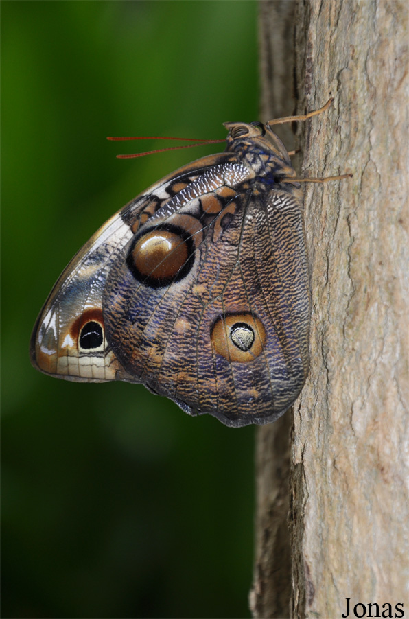 Papillon non identifié