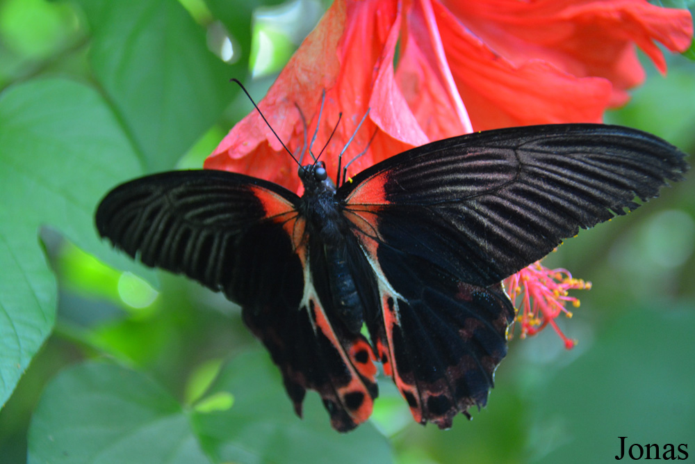 Papillon non identifié