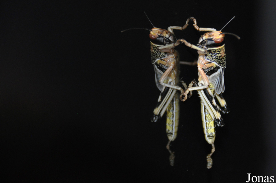 Locusta migratoria