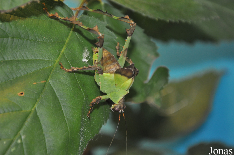 Ancylecha fenestrata
