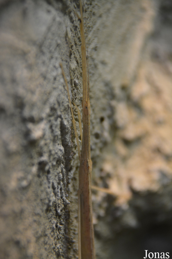 Sipyloidea sipylus