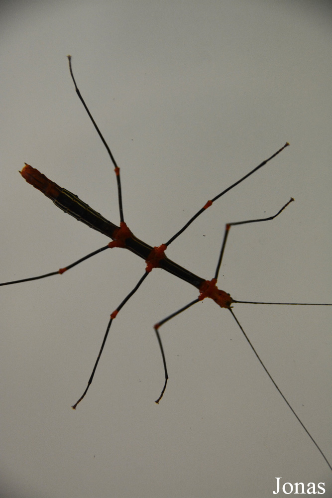 Oreophoetes peruana