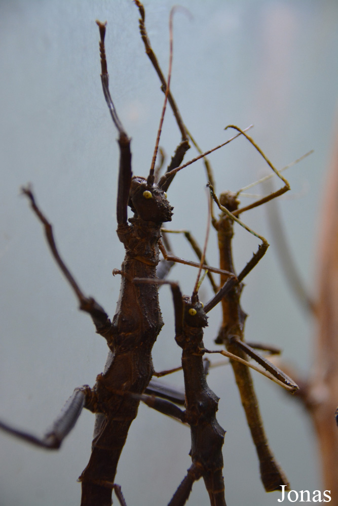 Trachyaretaon carmelae