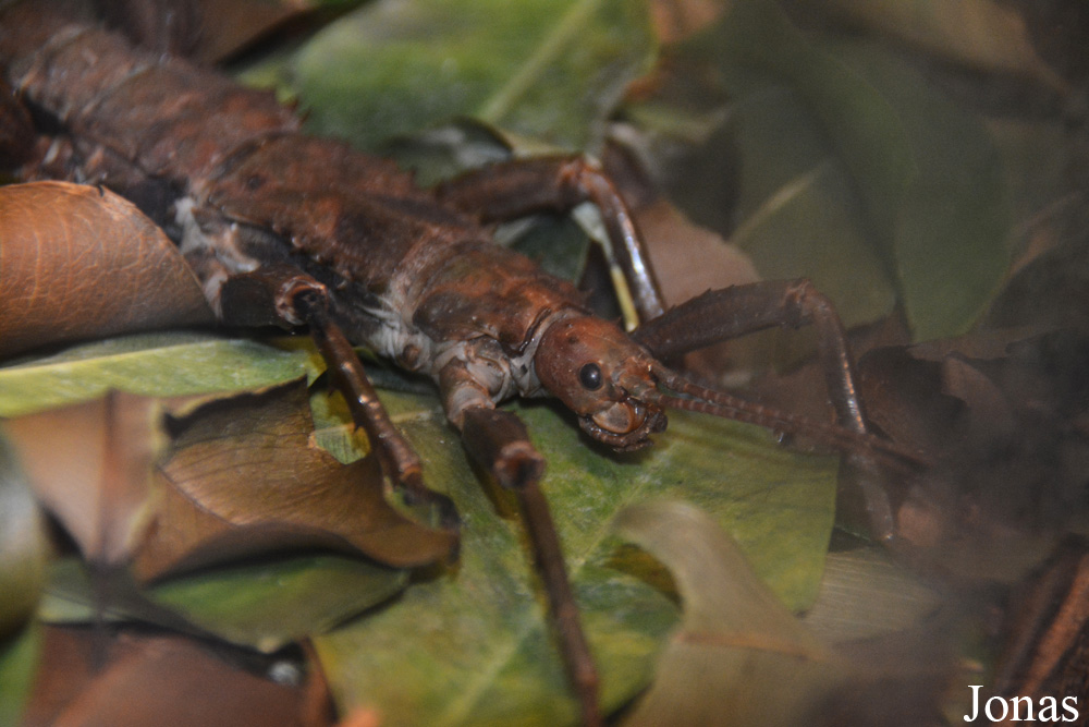 Eurycantha calcarata