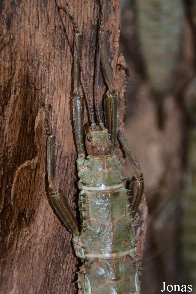 Eurycantha calcarata