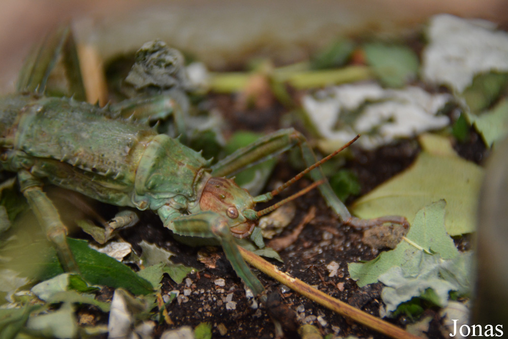 Eurycantha calcarata