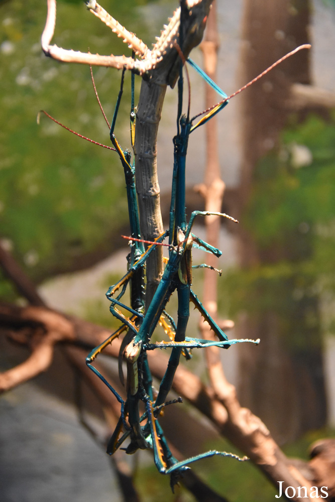 Achrioptera fallax