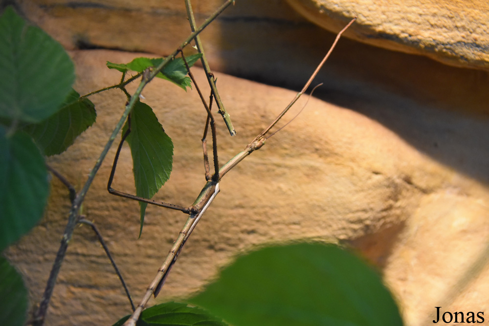 Achrioptera fallax