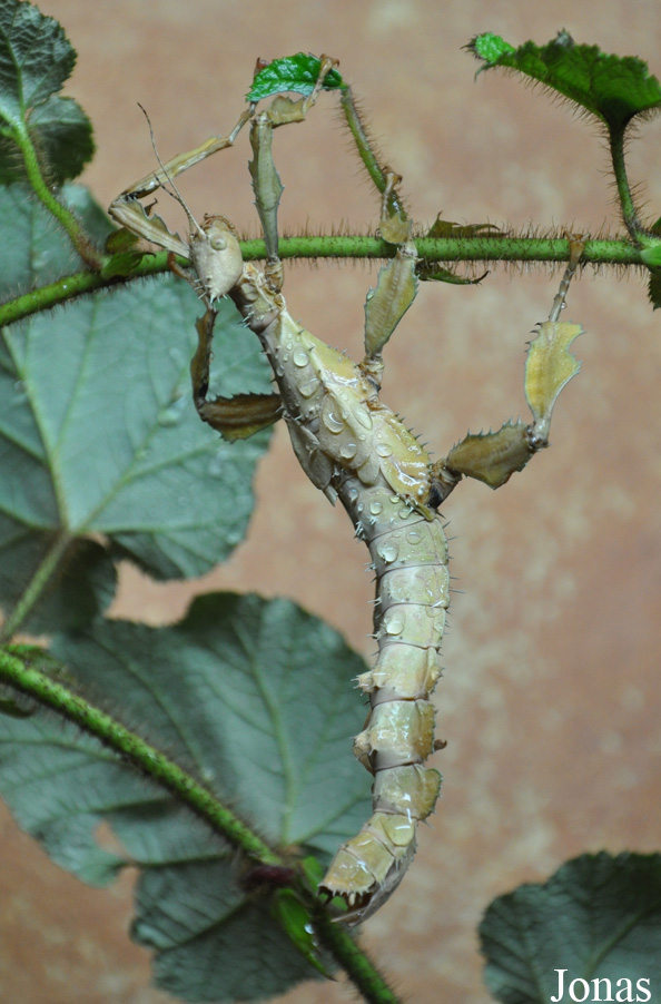 Extatosoma tiaratum