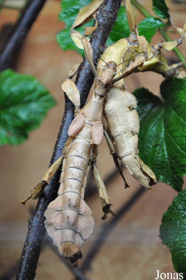 Extatosoma tiaratum