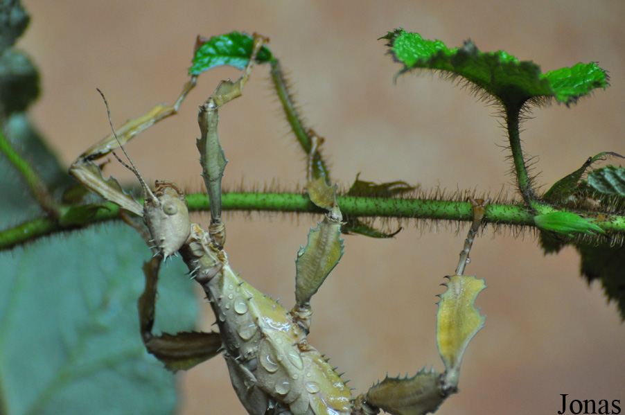 Extatosoma tiaratum