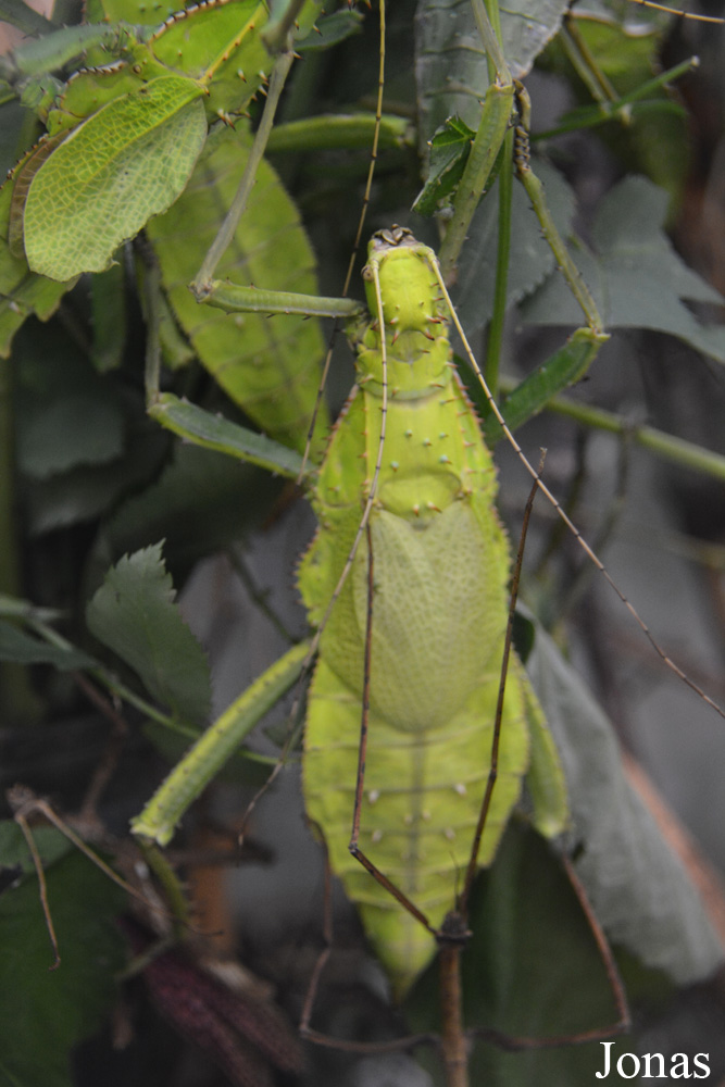Heteropteryx dilatata