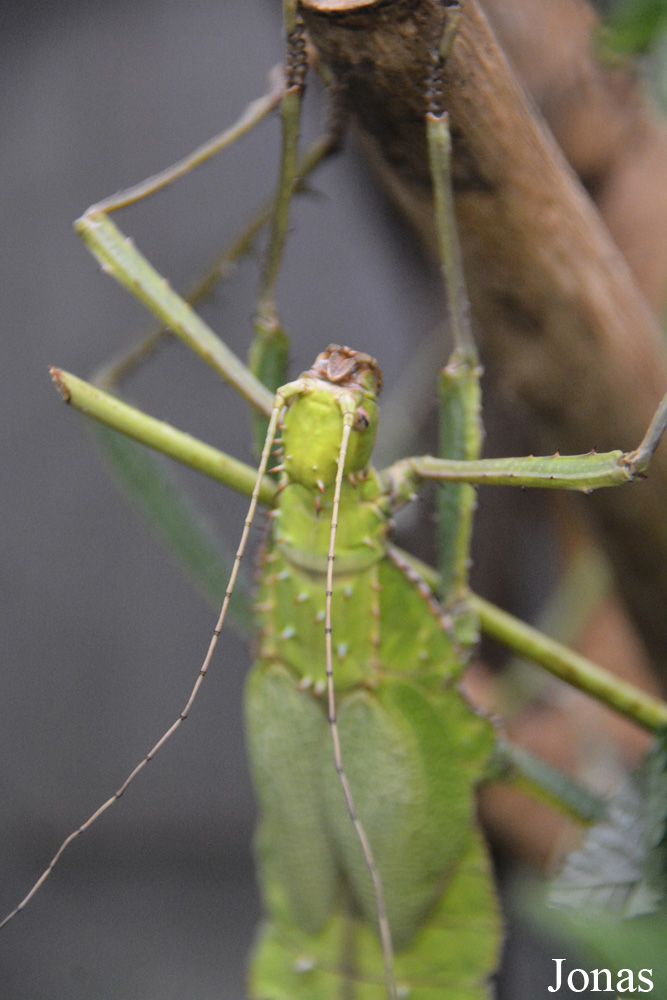 Heteropteryx dilatata