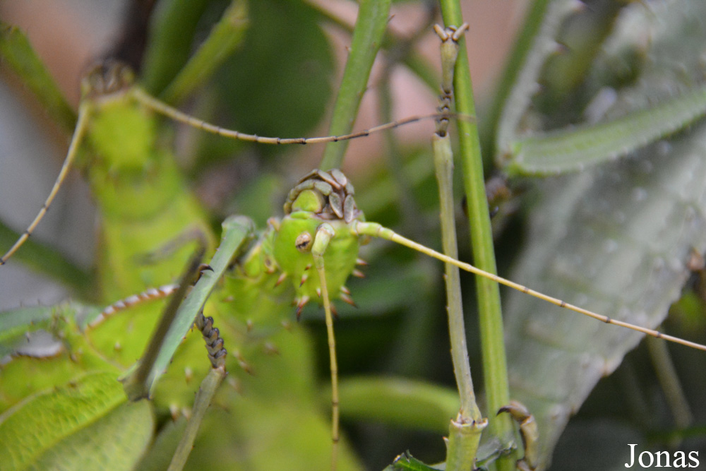 Heteropteryx dilatata