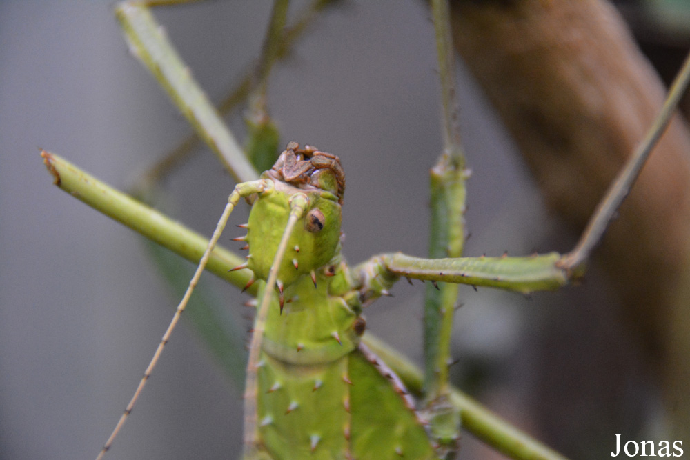 Heteropteryx dilatata