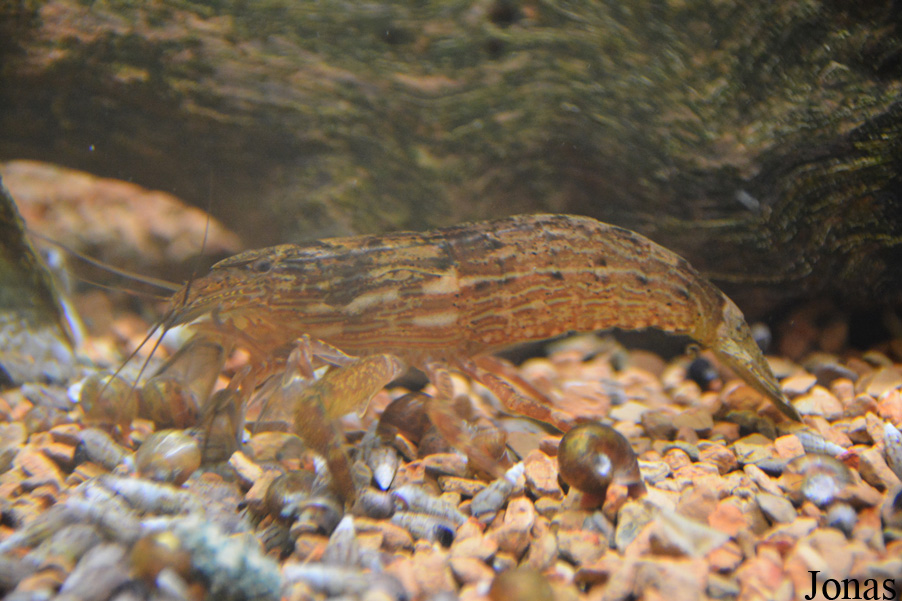Atyopsis moluccensis
