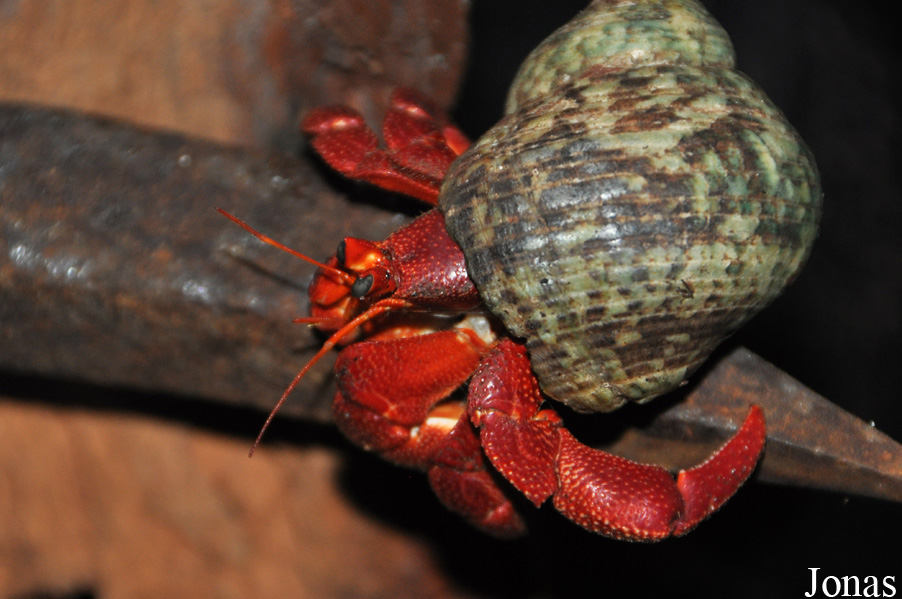 Coenobita perlatus