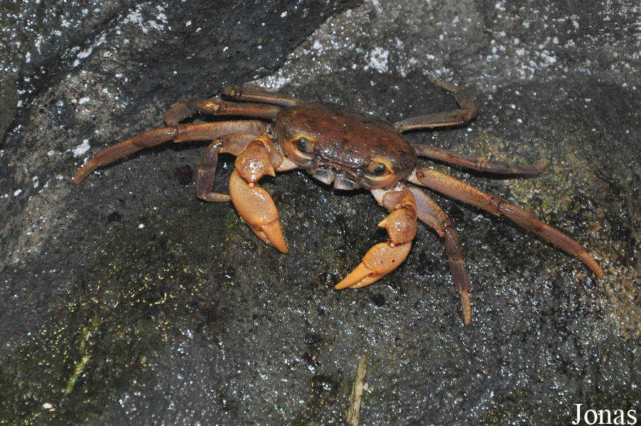 Potamon socotrensis