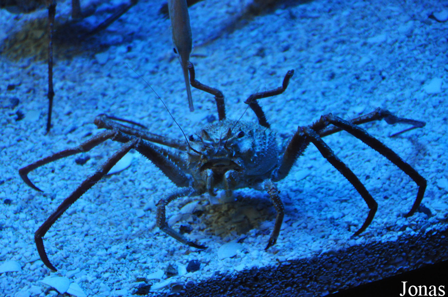 Paromola cuvieri