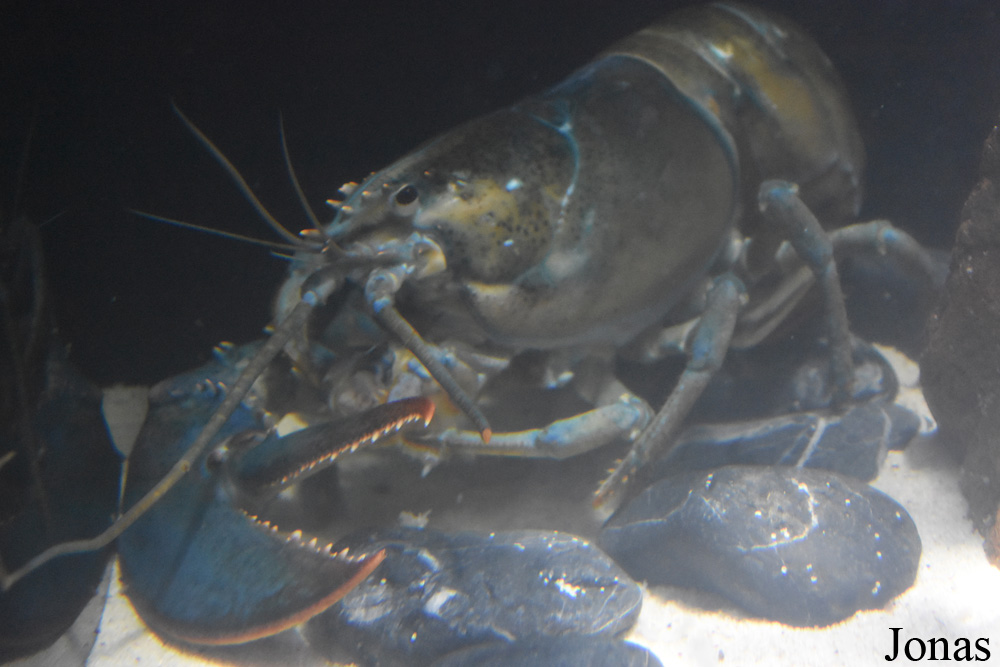 Homarus gammarus