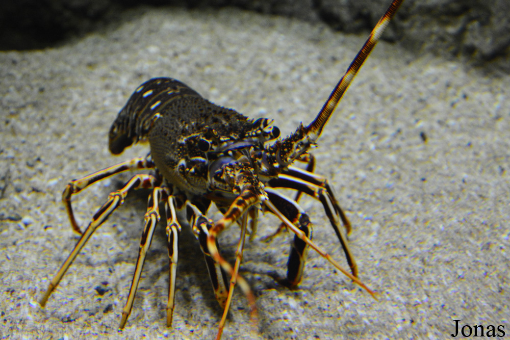 Palinurus elephas