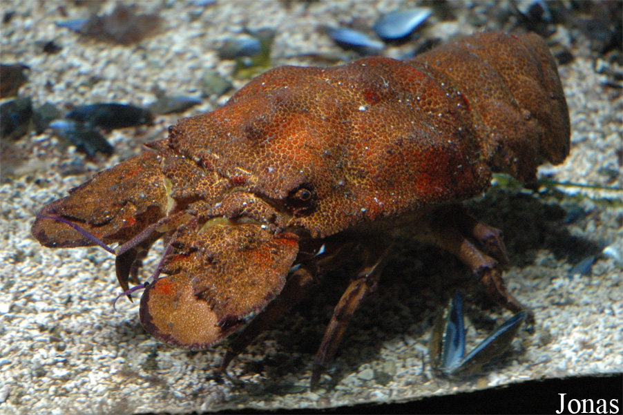 Scyllarides latus