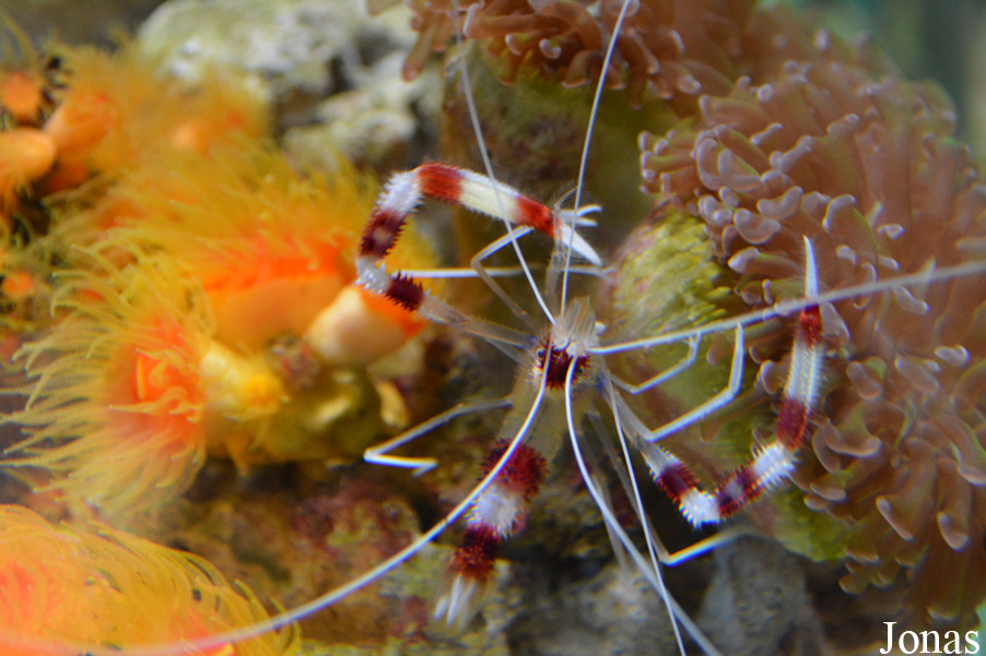 Stenopus hispidus